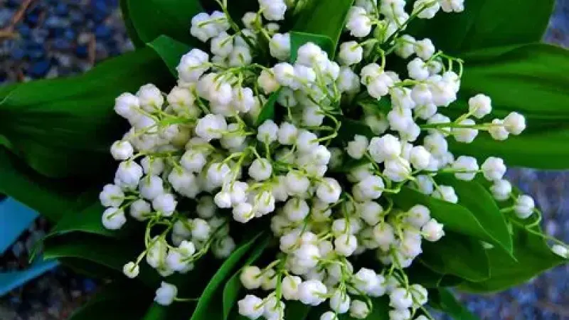 muguet