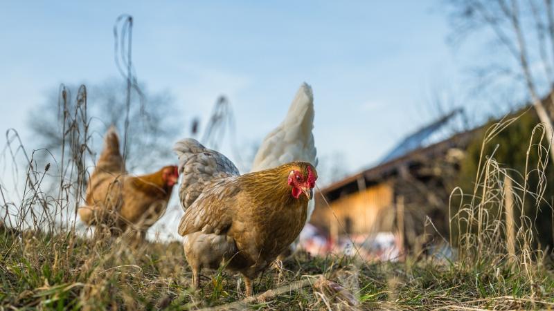 Poules en plein air