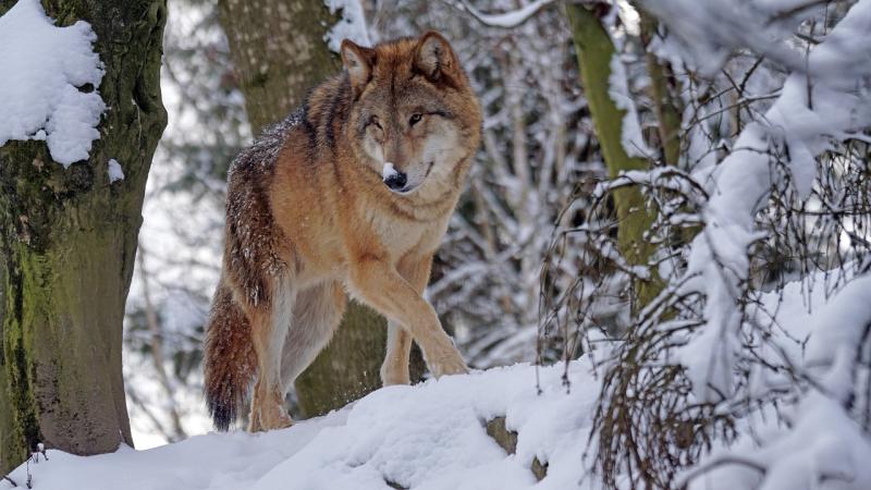 Loup