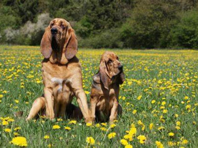 Assemblée Générale Société de Chasse Vouvant/Cezais