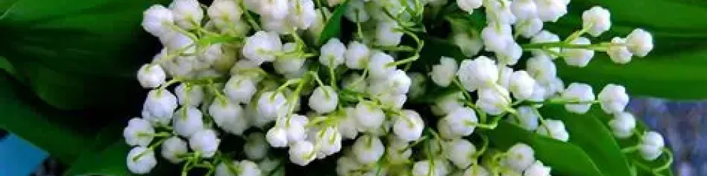 Marche du muguet